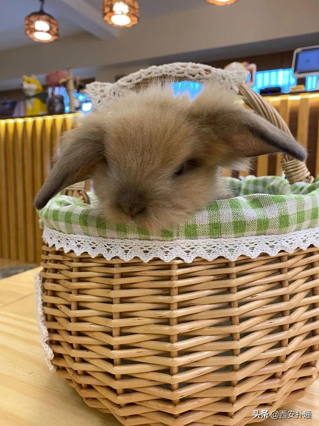 西安撸兔店,西安撸兔体验馆团购