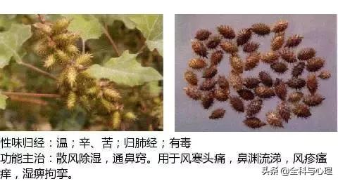 史上最全中草药图谱（附主治功效）（一）