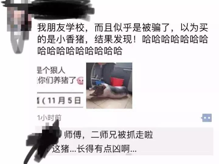 大学生在宿舍养猪被通报批评,大学生宿舍养宠物要处分吗