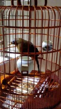 上海画眉鸟斗鸟,上海历年来的画眉鸟斗鸟图片