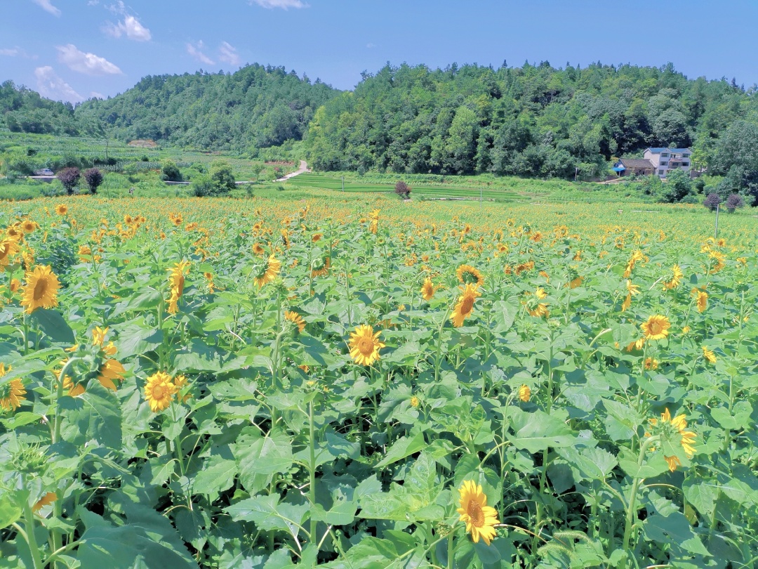 向日葵花海打卡网红地贵阳周边,贵阳白云区向日葵花海