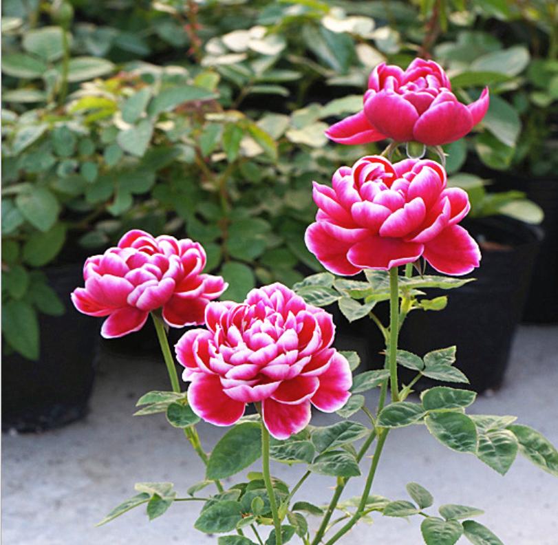 月季图鉴哪本书好,淘宝上最好养的月季品种