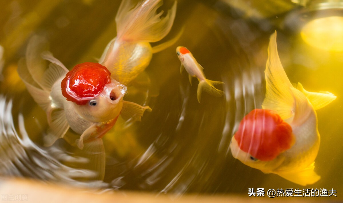 草金鱼身上有出血状红斑,金鱼身上有出血和炸鳞