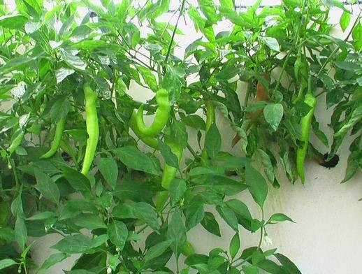 辣椒死秧是什么原因,辣椒光长秧不结椒是什么原因