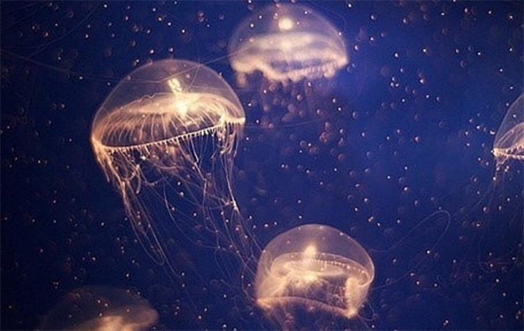 南京金鹰动物世界何时开,南京金鹰动物世界在哪里购票