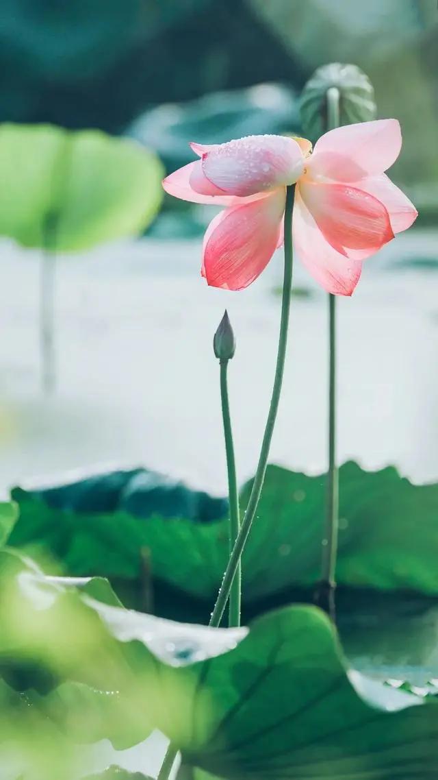 夏天在诗歌中的叫法,夏天的唯美诗词