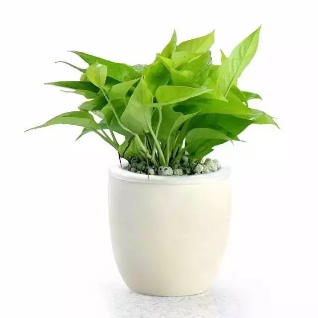 放卧室的观赏植物,适合放房间的植物好看