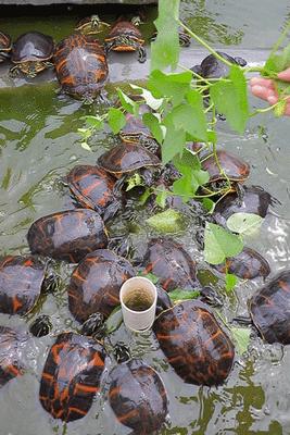龟苓膏真假对比,真龟壳的龟苓膏