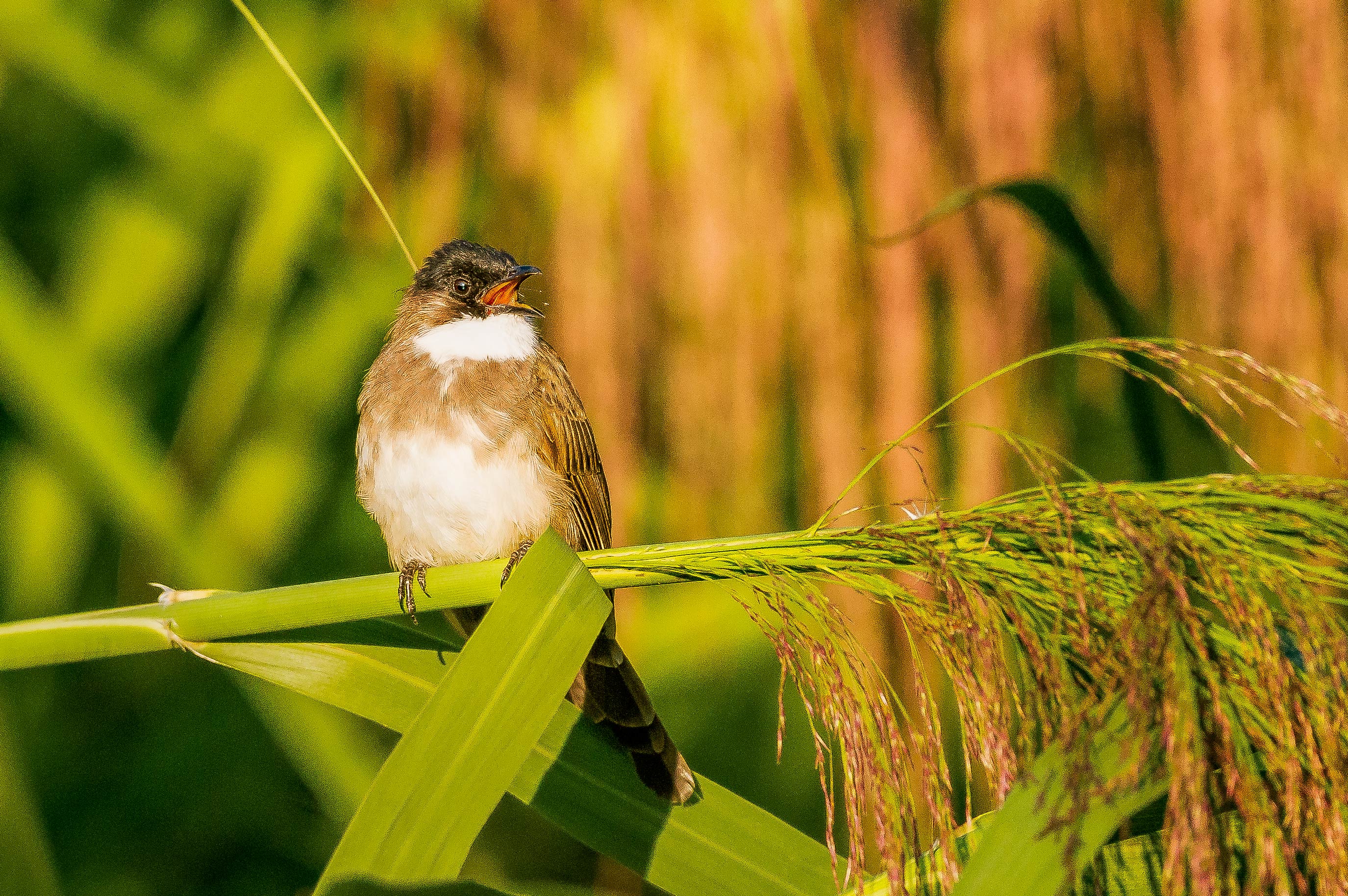 秋季川西摄影自驾游,川西七日自驾游攻略自由行