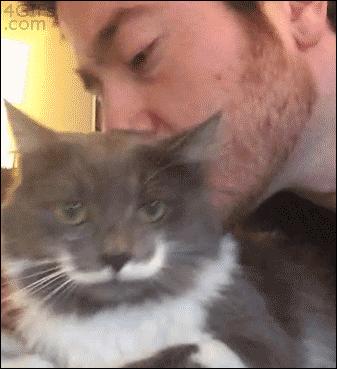 盘点那些霸道总裁猫咪,霸道总裁猫咪