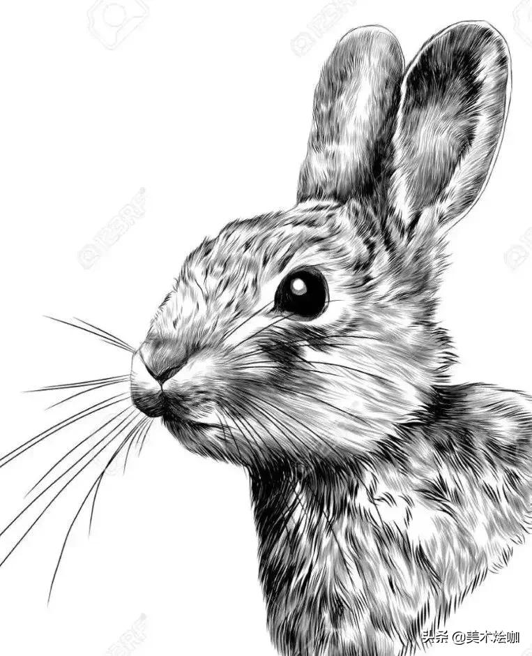 6-12岁儿童素描课程画动物,素描动物教程简单8-12岁