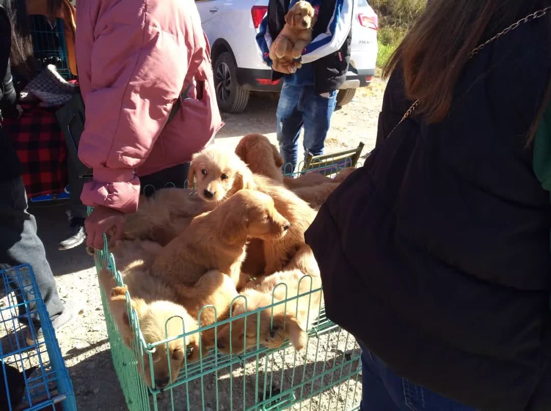 去狗市买200块钱一只的金毛,狗市商贩