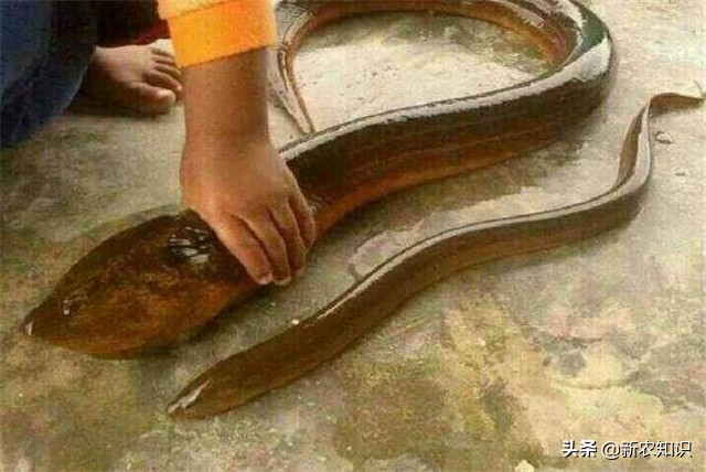 稻田养殖黄鳝技术有哪些优点,最新黄鳝稻田养殖技术