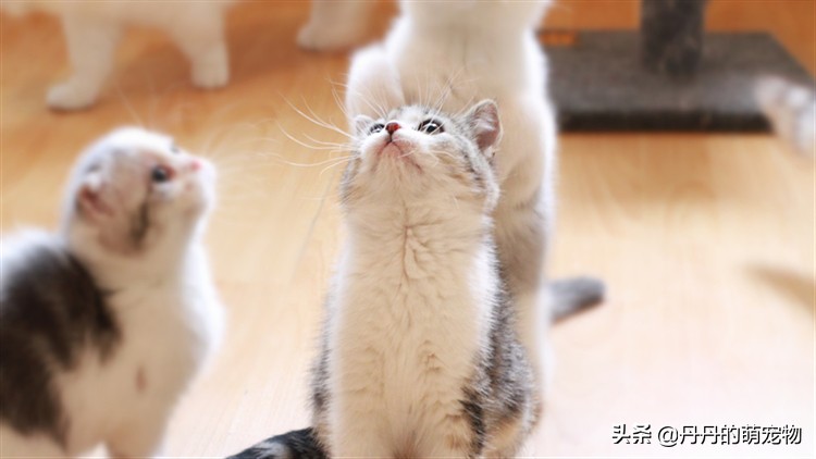 出远门猫咪一个人在家该怎么办,过年回家猫咪自己在家怎么安置