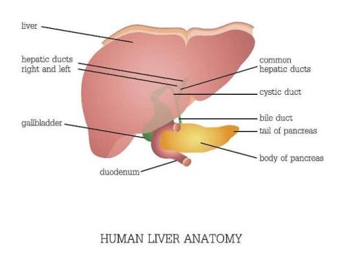 乙肝病毒入侵肝脏全过程,乙肝弥漫性肝脏病变还活多久