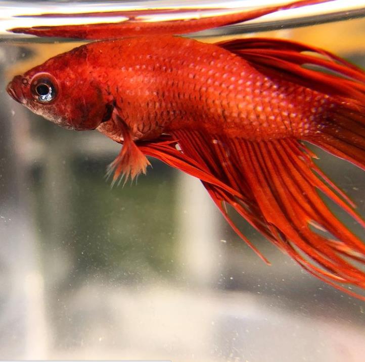 外国女子救下崩溃男子,外国女生救斗鱼