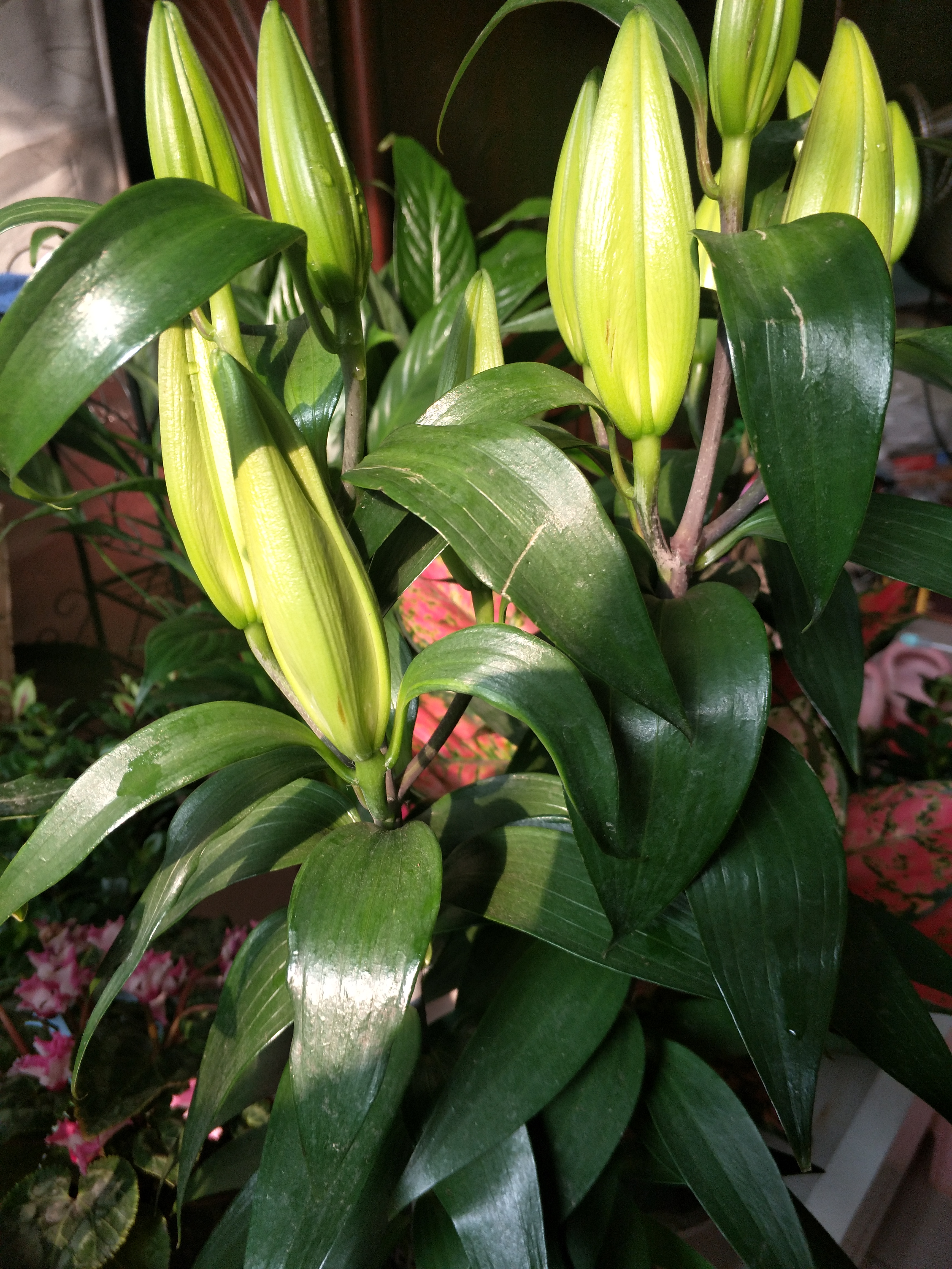 百合花开败后需要换盆吗,百合花开败了种球可以重新再种吗