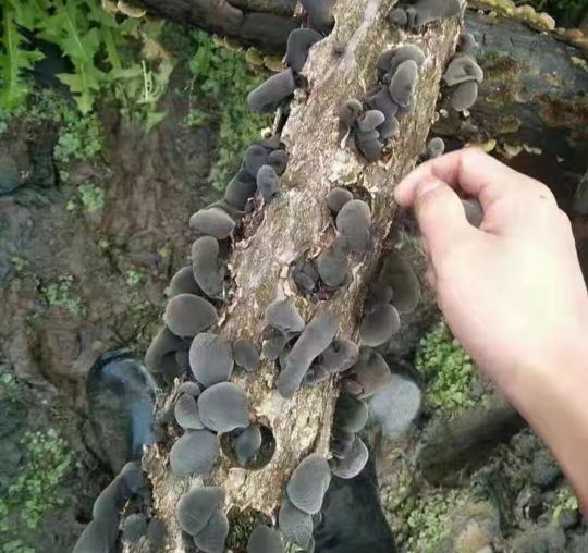 中国打造木耳之乡,中国木耳产地排行榜