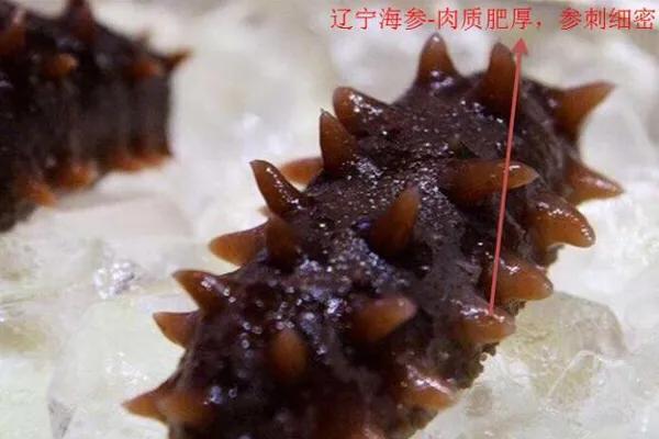 目前国内最好的海参产地哪里找,中国什么地方出产的海参最好