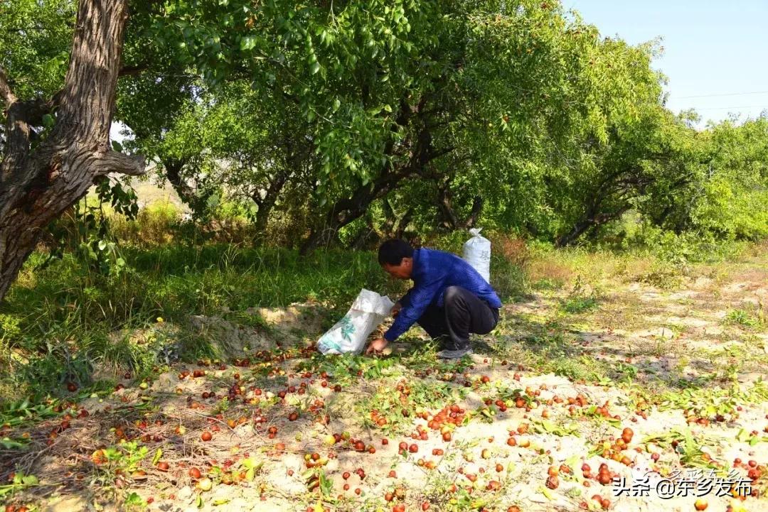 东乡县唐汪镇杏花果脯厂,临夏东乡唐汪镇
