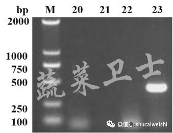 番茄褪绿病毒怎么防治,番茄褪绿病毒要不要灌根
