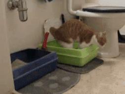 猫咪一定要挤肛吗,猫咪要不要定时挤肛腺