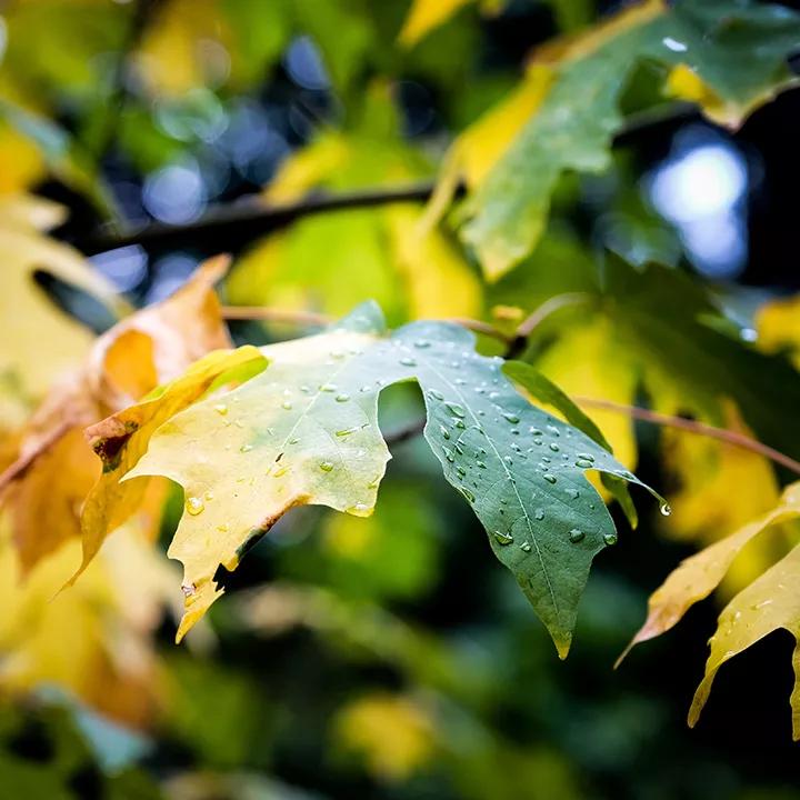 双排键演奏一个人的感觉,双排键演奏会音乐会