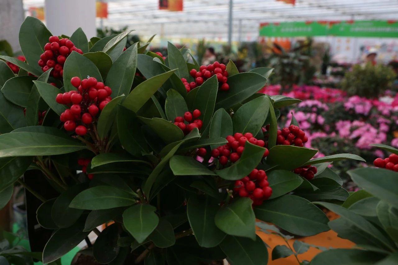 玩转第十八届长春农博会,2019长春冬季农博会票价