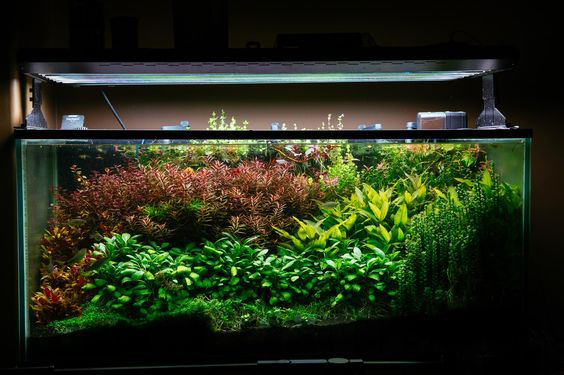 草缸有必要用专业的灯吗,草缸用普通的led灯可以吗