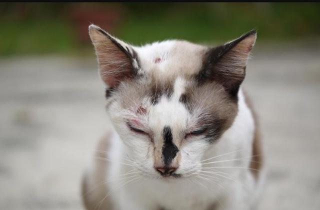 猫咪受伤怎么处理铲屎官要了解,猫咪意外受到重伤怎么治疗