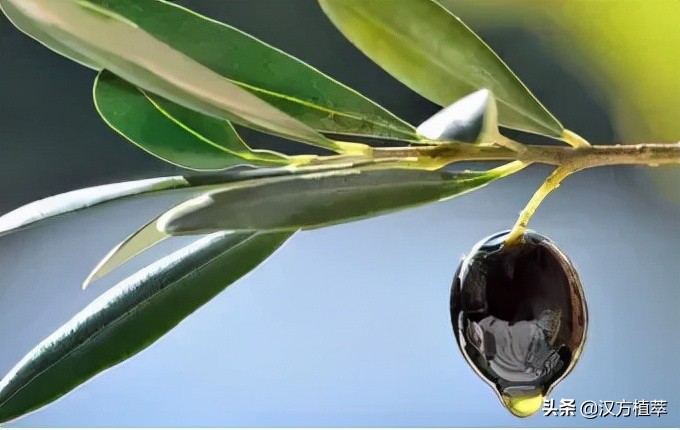 鼻子为什么那么容易长黑头,为什么鼻子最容易长黑头