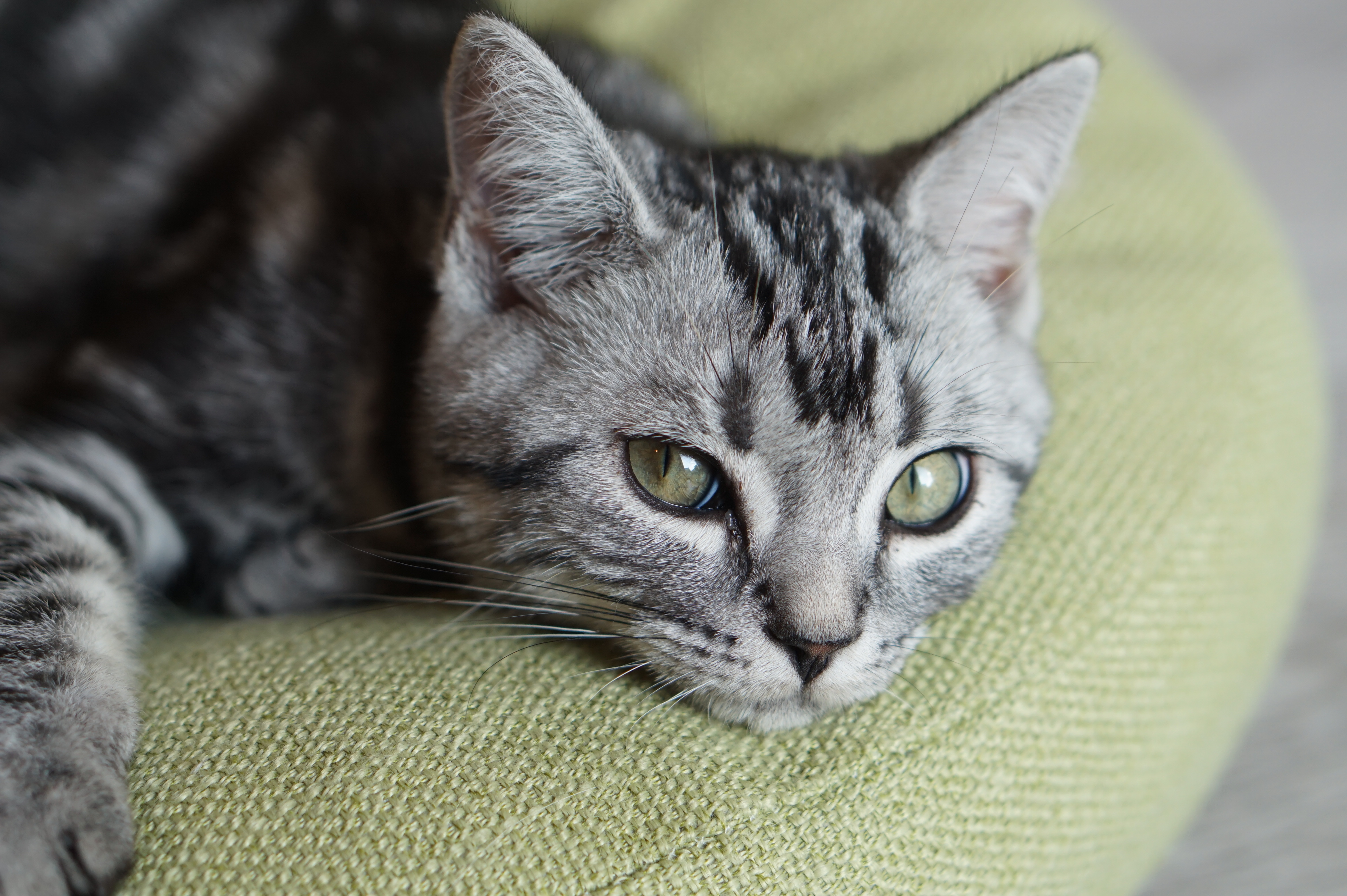 猫咪咖啡馆哪个最好,北京有名的猫咪咖啡馆