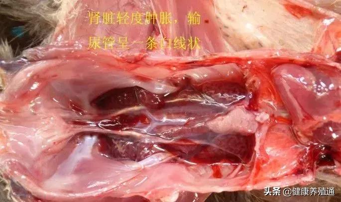 家禽与家禽解剖的不同点,家禽疾病诊断及解剖步骤