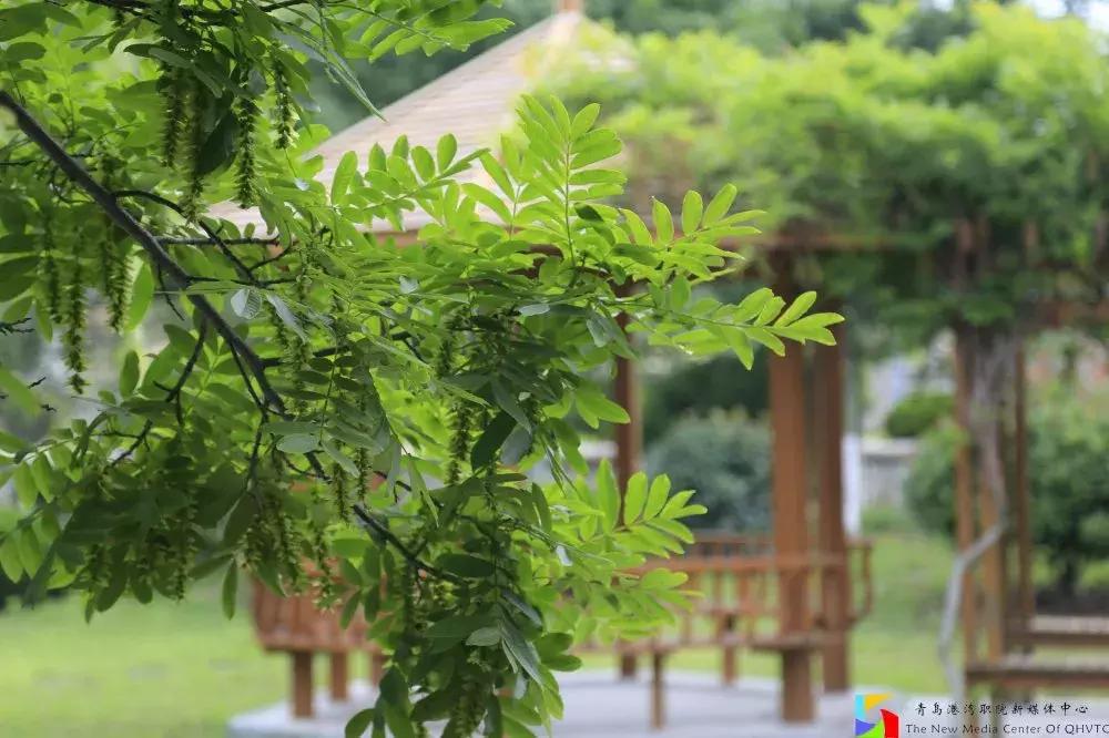 网友对青岛港湾职业学院的评价,街访你眼中的石家庄