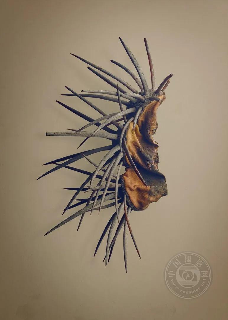 2022索尼世界摄影大赛自然类 (索尼世界摄影大赛自然组作品精选)