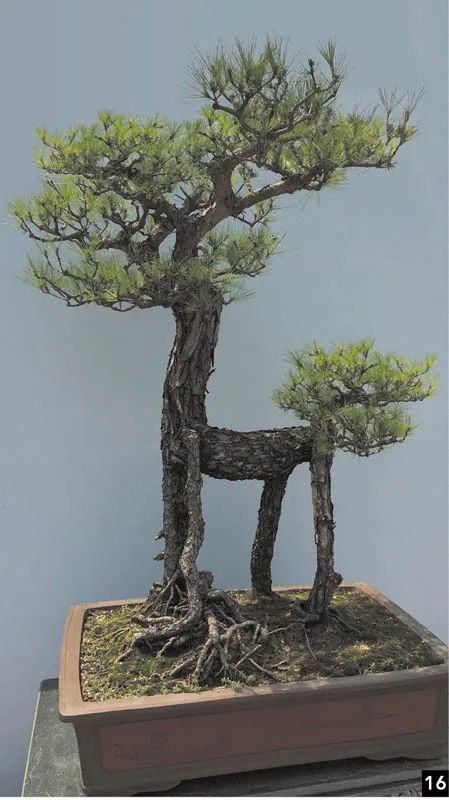 盆景修行,学习盆景技术最好的书