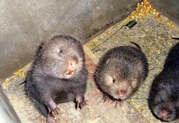 2019十大养殖品种图片,这两年最火的养殖品种