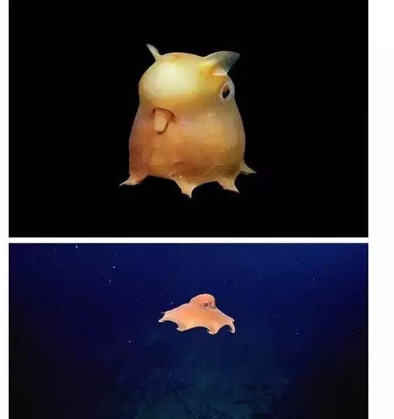 十种你肯定没见过的动物,令人惊艳的17种动物绝对罕见