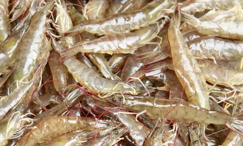 活虾冷冻保存最好的方法,活虾冷冻保存最简单方法