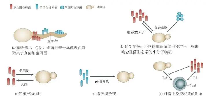 真菌培养及鉴定是阳性严重吗,怎么鉴别肺部真菌感染