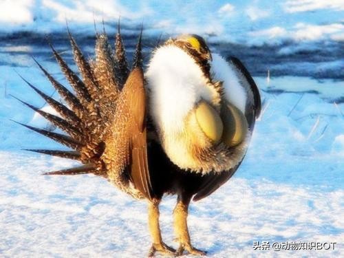 拥有“G*杯罩**”的雄鸡——艾草松鸡，女生看了都自愧不如