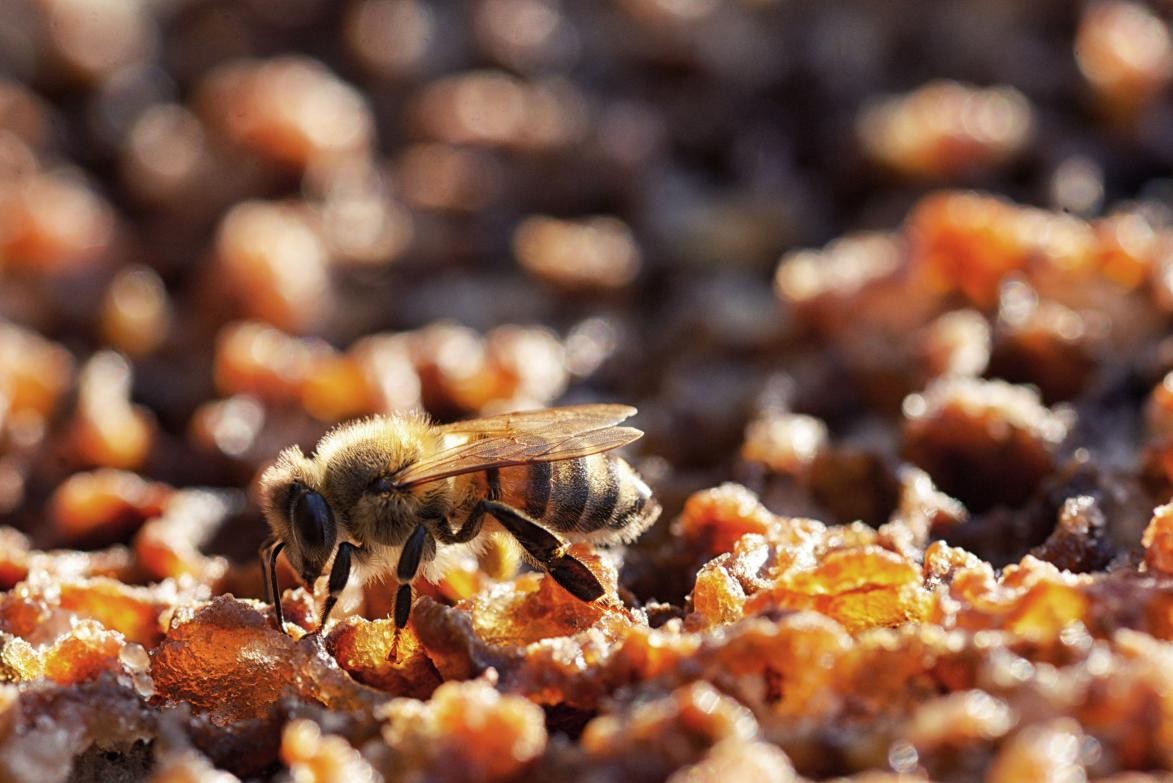 汤臣倍健蜂胶软胶囊功效好不好,汤臣倍健蜂胶软胶囊功效