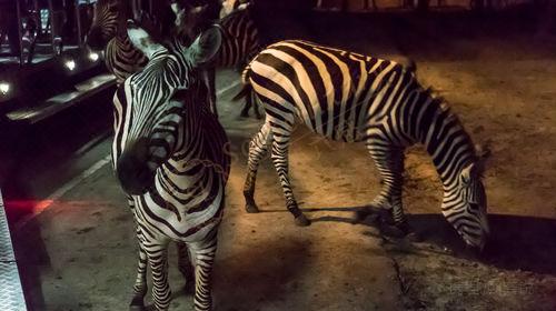 清迈交通最全攻略自由行瞎逛必备,清迈自由行最新攻略路线