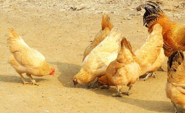 鸡的眼睛瞎了用什么药,养殖鸡眼睛肿瞎是什么原因