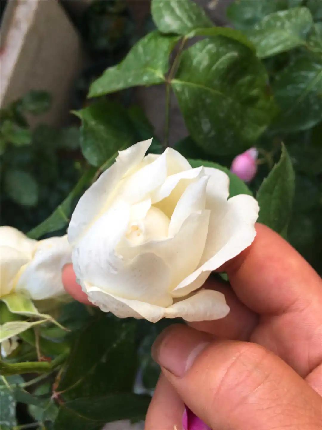 网购的月季花苞都垂头了怎么办,太阳暴晒后月季花苞垂头怎么办