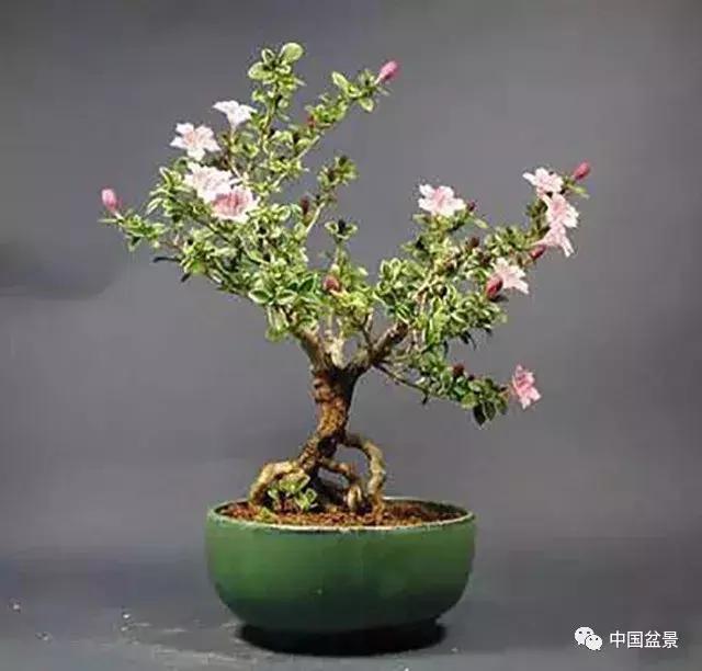 盆景植物最好养的,好养易活的盆景植物有哪些