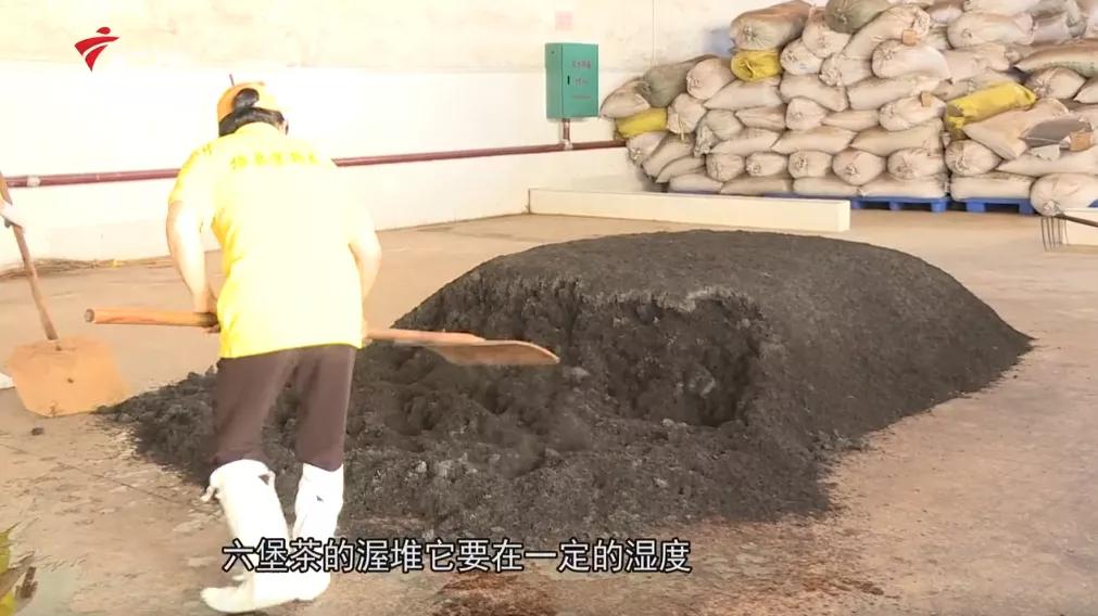 广西上品六堡茶,广西六堡茶业