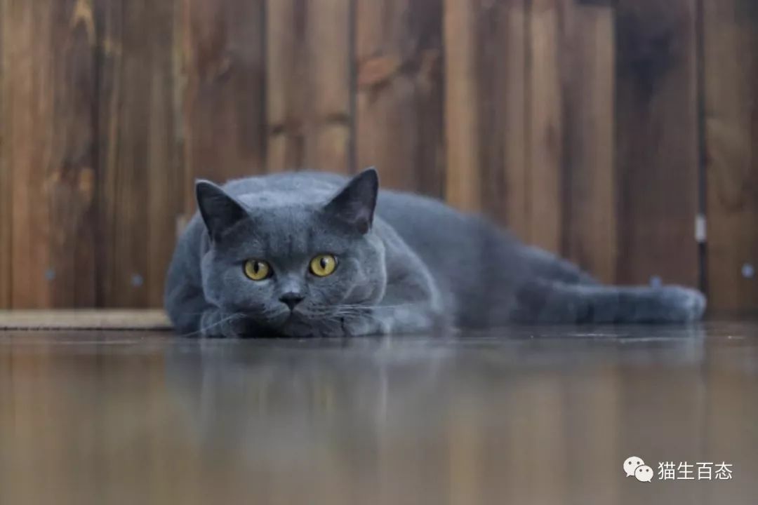 猫癣有那么可怕吗,最可怕的猫癣