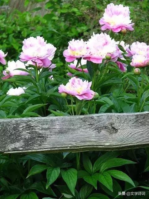 赞美牡丹花开时节动京城的诗句,牡丹诗词名句精选唯有牡丹真国色