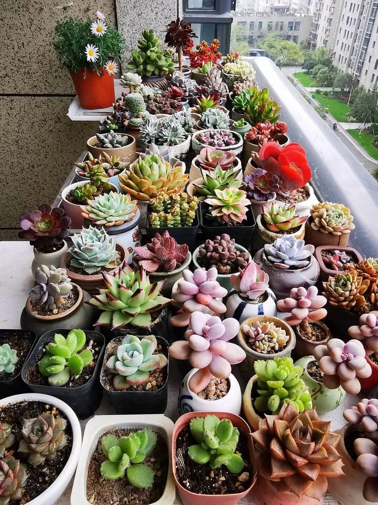 多肉砍头的怎么养,多肉怎么砍头才能爆发